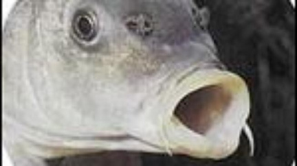 Petrův zdar aneb Na rybářský veletrh