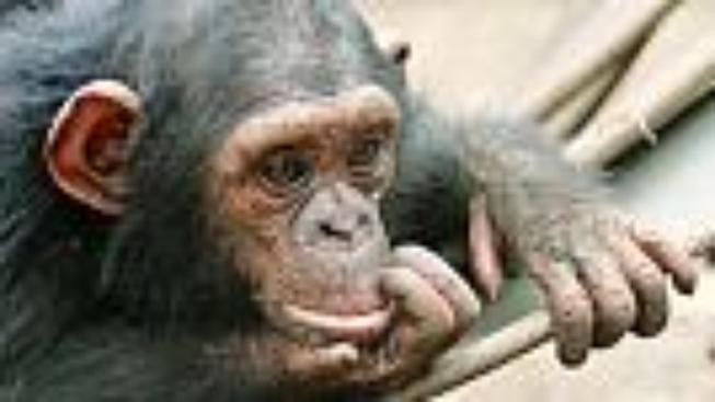 Ostrava: Šimpanzí oslavy