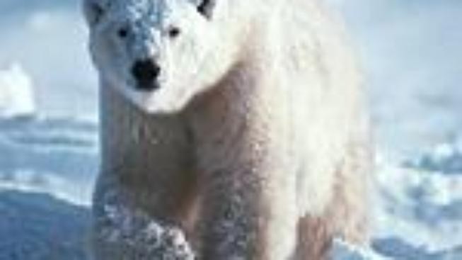 Poslední možnost navštívit brněnské medvídky