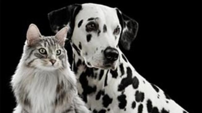 Polské "zvířecí taxi"