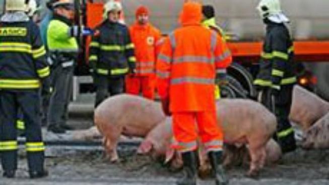 Po nehodě na D1 pobíhala po dálnici prasata