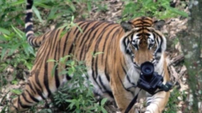 Na tygra Xerona do zlínské zoo