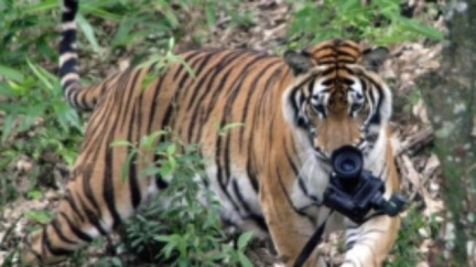 Na tygra Xerona do zlínské zoo