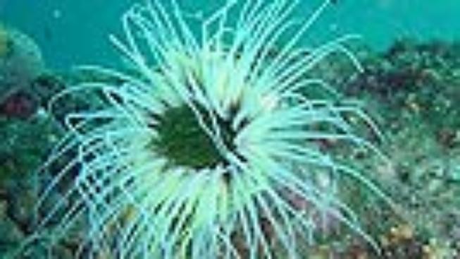 Brno chce vytvořit největší mořské akvárium v Česku