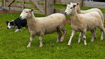 Hrůzné neštěstí. Stovky ovcí zahynuly pádem z dálničního nadjezdu