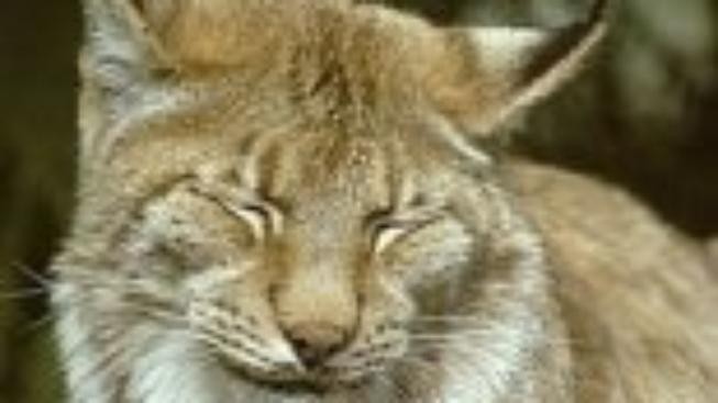 Tip na výlet: Krmení šelem