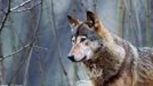 V Čchin-ling hledají dobrovolníky do výběhu s vlky