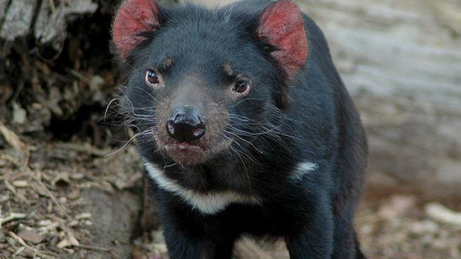 "Čertova archa" pomáhá v Austrálii zachránit ohrožené tasmánské čerty