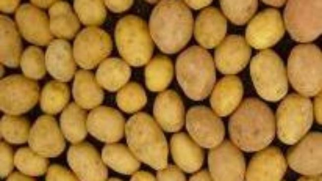 Obří libanonská brambora