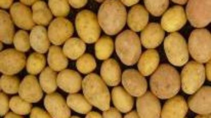 Obří libanonská brambora