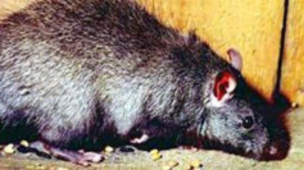 Německé Hameln potřebuje novodobého Krysaře