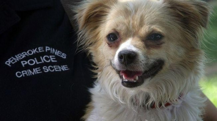 Zvířecí mazlíčci v USA podstupují kosmetiku i propichování čenichů