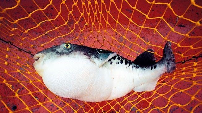 Jediné sousto vás může zabít. Smrtící půvab jménem Fugu