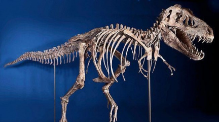 Téměř neporušená kostra dinosaura se prodala za 20 milionů