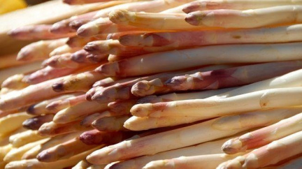 Kuchaři spotřebovali neuvěřitelné 4 tuny chřestu při oslavách "zeleniny králů"