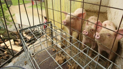 Krize hospodářských zvířat v ČR: Vepřů je nejmíň od roku 1921