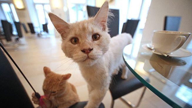 Ve Vídni otevřela první kočičí kavárna