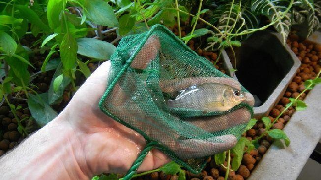 V srdci městské džungle si lidé v bytě chovají ryby určené k jídlu