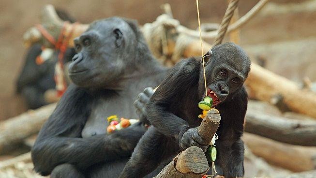 Pražská ZOO zdražila všechny vstupenky. Rodina si připlatí stovky korun