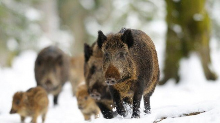 Děčínská zoo jako první v Česku odchovala prasata visajanská