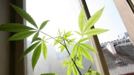 V Nizozemsku začíná platit zákaz prodeje marihuany cizincům