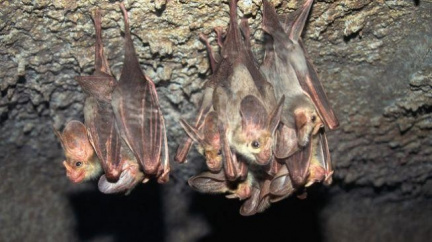 Za nachlazení a spalničky mohou netopýři!