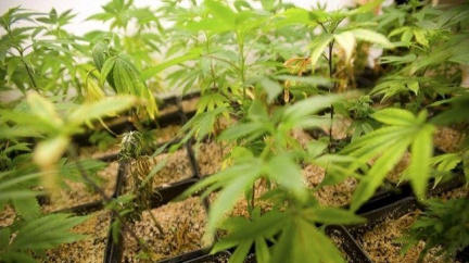 V Nizozemí se nebude smět prodávat marihuana cizincům