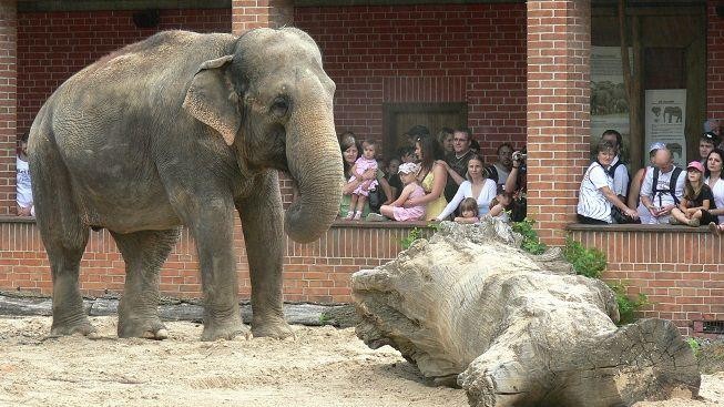 Náročné stěhování slonů po dvou dnech zdárně skončilo