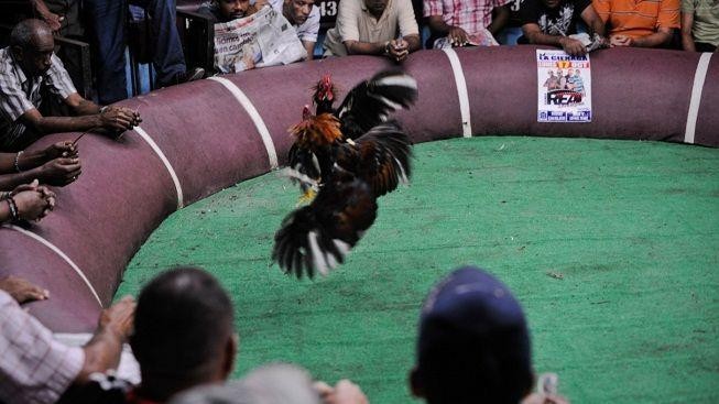 Kohoutí zápasy: Krvavá podívaná, kterou lidé milují