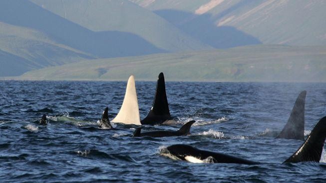 Vědci poprvé ve volné přírodě spatřili bílou kosatku