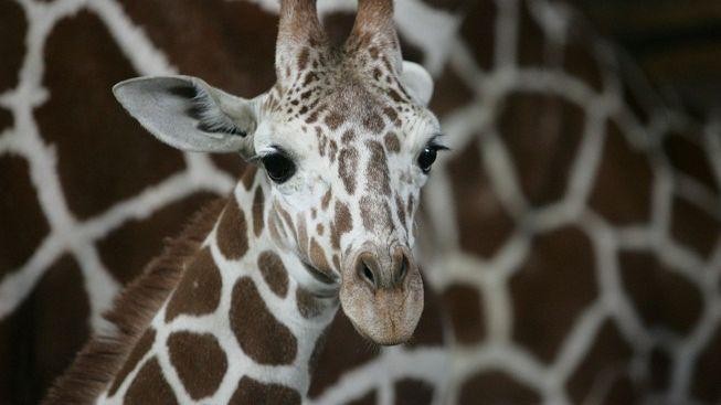 Seznamte se s Arushou, novou libereckou žirafou