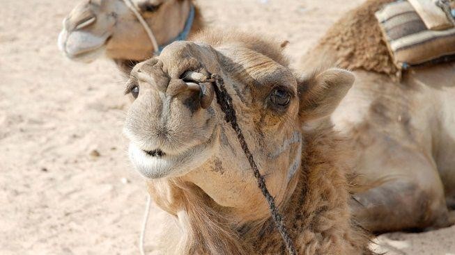 Kavárna v Dubaji nabízí capuccino z velbloudího mléka