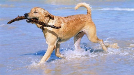 Dog TV - nový televizní kanál pro vaše čtyřnohé miláčky! 