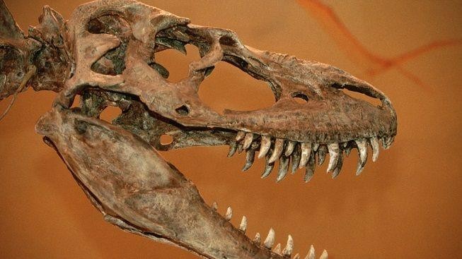 Fosílie stará 70 milionů let! Vědci objevili dinosaura