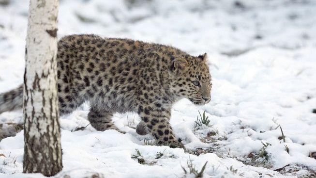 Na ruském Dálném východě vznikla rezervace pro levharty