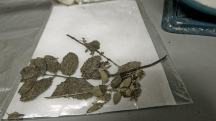 Kupte si šalvěj, účinkuje jako pervitin, tvrdil zákazníkům podnikatel