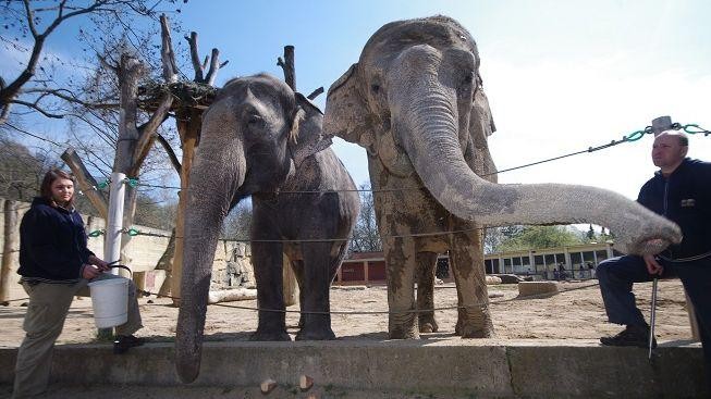 Pražská zoo slavnostně představuje nový obrovský pavilon pro slony