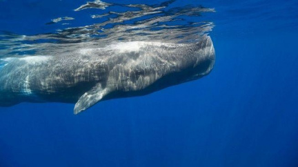 Nová aplikace má uchránit velryby před srážkami s loděmi v moři
