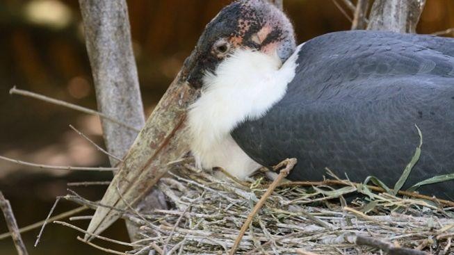 Vyražte za zvířaty! V zoo se vylíhlo mládě vzácného čápa marabu