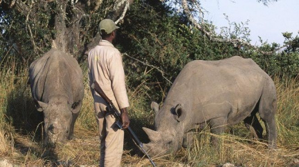 V JAR padnou denně dva nosorožci za oběť