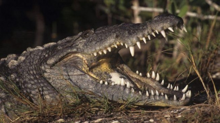 V Česku se budou díky nové vyhlášce na jatkách porážet krokodýli