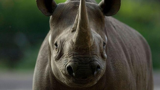 Vietnam prahne po nosorožčích rozích, stojí víc než kokain