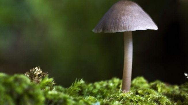 Houby nerostou. Důvodem slabé úrody je nedostatek deště