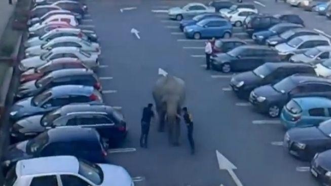 Z cirkusu utekl slon. Udělal si výlet do obchoďáku