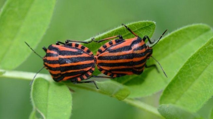 Opava: Výstavba broukovišť do města navrátí vymizelý hmyz