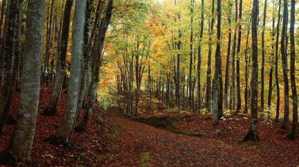 Zloděj ukradnul na Šumavě fotopasti na sledování rysa