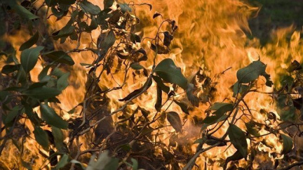 Požár na Vyškovsku sežehl 9 hektarů lesa. Spekuluje se o viníkovi