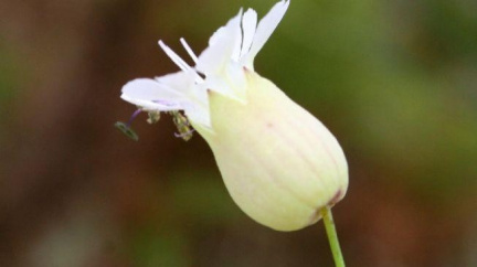 Bobt - gen, který kastruje rostliny