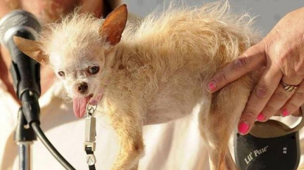 Nejošklivější pes světa uhynul