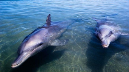 Husarský kousek! Unikátní nahrávka záchrany vyplavených delfínů